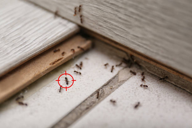 Best Best Pest Control Companies  in Mansfield, LA